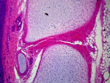 Fibrous Tissue Microscope Slide
