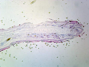 Cartilage Elastic Microscope Slide