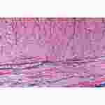 Smooth Muscle Composite Microscope Slide