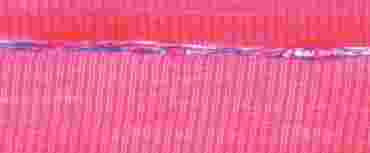 Striated Muscle Microscope Slide