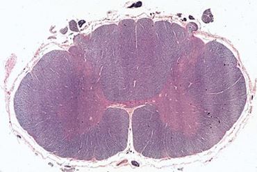 Human Spinal Cord Microscope Slide