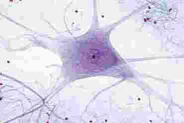 Motor Nerve Cells Microscope Slide