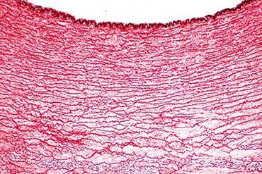 Artery Microscope Slide