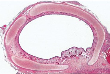 Trachea Microscope Slide