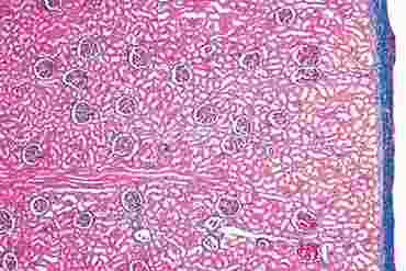 Kidney Microscope Slide