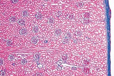 Kidney Microscope Slide