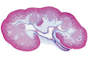 Human Kidney Microscope Slide