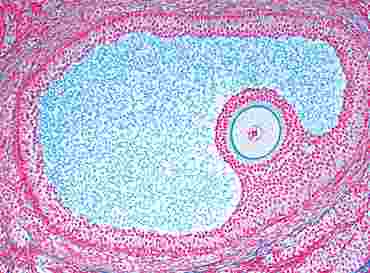 Ovary with Primary Follicles Microscope Slide