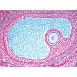 Ovary with Primary Follicles Microscope Slide