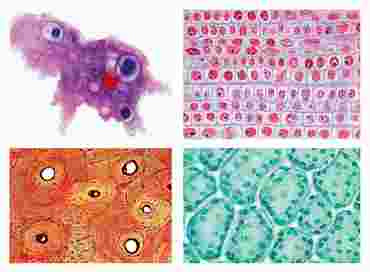 General Biology Microscope Slide Set A for Biology and Life Science