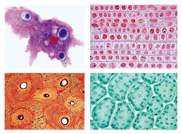 General Biology Microscope Slide Set A for Biology and Life Science