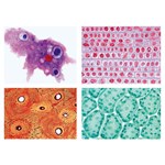 General Biology Microscope Slide Set A for Biology and Life Science