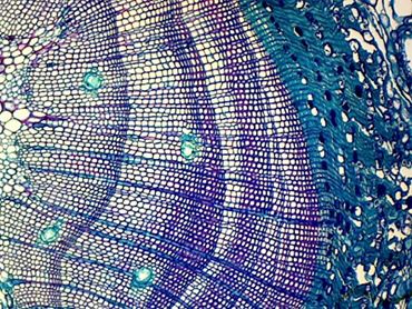 Plants vs. Animal Microscope Slides Compariset