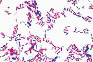 Human Intestine Bacteria Smear Microscope Slide