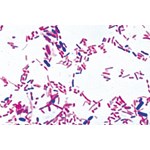 Human Intestine Bacteria Smear Microscope Slide
