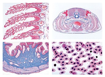 Histology of Vertebrata  excluding Mammalia Slide  Set