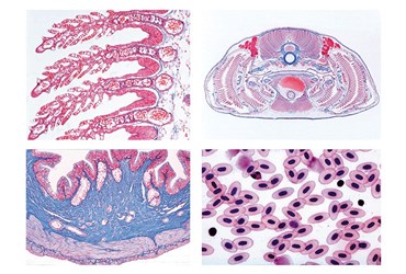Histology of Vertebrata excluding Mammalia Slide Set Histology of Vertebrata excluding Mammalia Slide Set