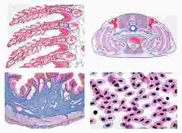 Histology of Vertebrata (excluding Mammalia) Slide Set for Biology and Life Science
