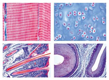 Histology of Vertebrata (excluding Mammalia) Slide Set for Biology and Life Science