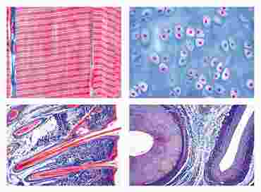Histology of Vertebrata (excluding Mammalia) Slide Set for Biology and Life Science