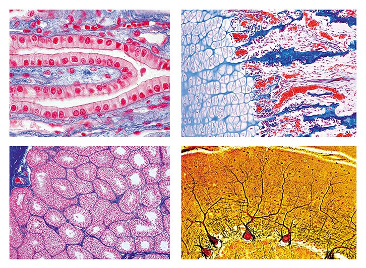 Histology Slide  Sets for Biology and Life Science