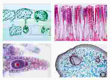 Cryptogamae Microscope Slide Sets