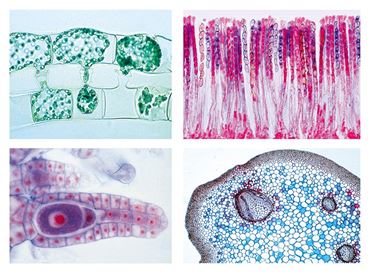 Cryptogamae Microscope Slide Sets