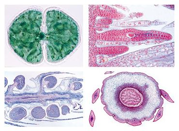 Cryptogamae Microscope Slide Sets