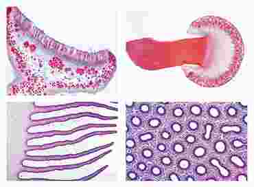 Fungi and Lichen Slide Set for Biology and Life Science