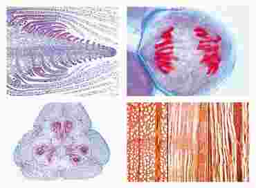 Phanerogamae Slide Sets