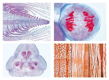 Phanerogamae Slide Sets