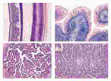 Normal Human Histology Slide Sets