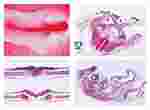 Embryology Slide Sets