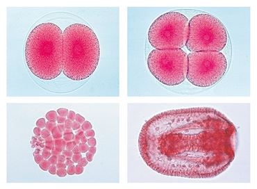Embryology Slide Sets
