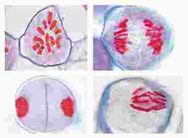 Development of the Microspore Mother Cells of Lilium candidum Slide Set for Biology and Life Science