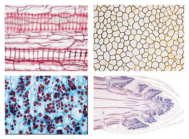 Cells and Tissues of Angiospermae Slide Set for Biology and Life Science