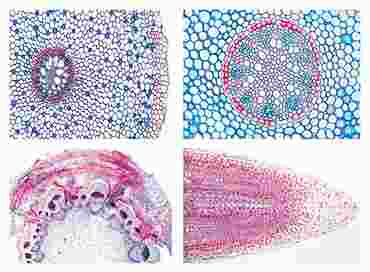 Angiospermae Slide Sets