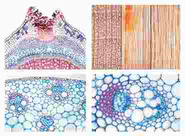 Angiospermae Slide Sets