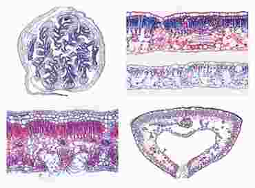 Angiospermae Slide Sets