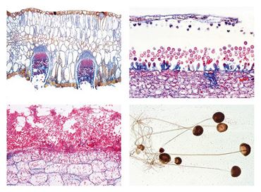 Agriculture and Forestry Slide Sets