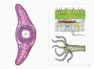 Invertebrates Multimedia Microscope Slide Instructor Package for Biology and Life Science