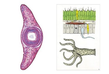 Invertebrates Multimedia Microscope Slide Instructor Package for Biology and Life Science