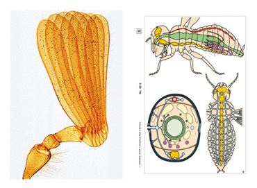 Insects Multimedia Microscope Slide Instructor Package for Biology and Life Science