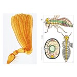Insects Multimedia Microscope Slide Instructor Package for Biology and Life Science
