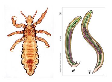 Parasites Multimedia Microscope Slide Instructor Package for Biology and Life Science