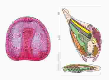 Embryology Multimedia Microscope Slide Instructor Package for Biology and Life Science