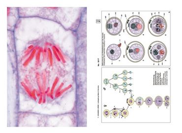 Genetics Multimedia Microscope Slide Instructor Package for Biology and Life Science