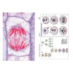 Genetics Multimedia Microscope Slide Instructor Package for Biology and Life Science