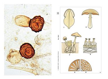 Cryptograms Multimedia Microscope Slide Instructor Package for Biology and Life Science