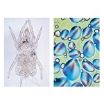 Food Science Multimedia Microscope Slide Instructor Package for Biology and Life Science